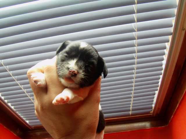 Chihuahua Jack Russel Mix welpen